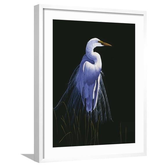 Art.com Common Egret in Breeding Plumage Giclee Print by Michael Budden, White Frame Wall Art, 23" x 29"