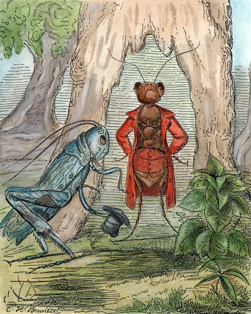 Aesop & Ant Nthe And The Ant Pen And Ink Drawing By Charles Henry