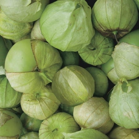 Tomato Tomatillo Toma Verde Great Heirloom Garden Vegetable 50 (Best Way To Seed A Tomato)