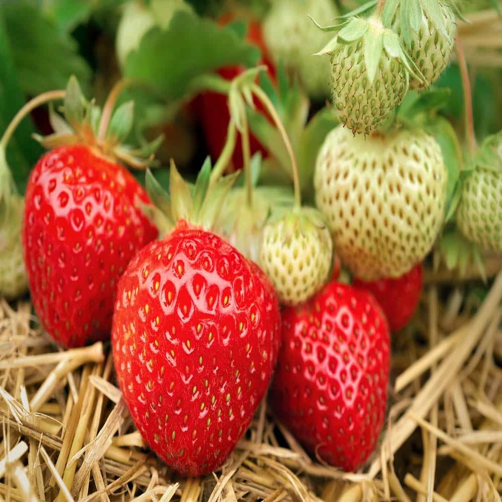 NON GMO, Seascape Beauty Everbearing 100 Live Strawberry Plants 