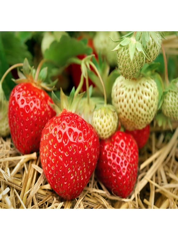 Strawberry plants in Fruit Plants