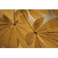 thumbnail image 2 of Vitaly Geyman 32x23 White Modern Wood Framed Wall Art Titled - Chestnut Leaves Duet II Brown, 2 of 5