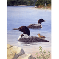 thumbnail image 3 of CafePress - Loons With Chick White T Shirt - Men's Classic Cotton T-Shirts, 3 of 3