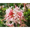 thumbnail image 2 of Alabama Picture Archive 18x15 White Modern Wood Framed Museum Art Print Titled - Native Pink Azalea Alabama, 2 of 4