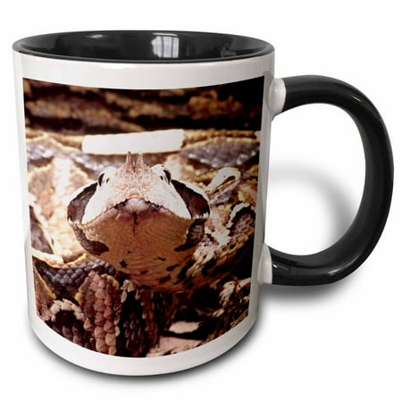 

3dRose West African Gaboon Viper snake - NA02 DNO0436 - David Northcott - Two Tone Black Mug 11-ounce