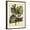 Brown Frame, variant on Art.com Petite Dragonflies VI Art Print by Vision Studio, White Frame Wall Art, 32" x 40"