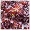 thumbnail image 4 of Everwilde Farms - 500 Organic Red Salad Bowl Leaf Lettuce Seeds - Gold Vault Jumbo Bulk Seed Packet, 4 of 5