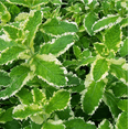 thumbnail image 2 of Pineapple Mint Plant Live for Planting, Mint Plant Variegated Pineapple Mint, Mint for Home Garden Growing, 2-4 Inch Tall, 2 of 9