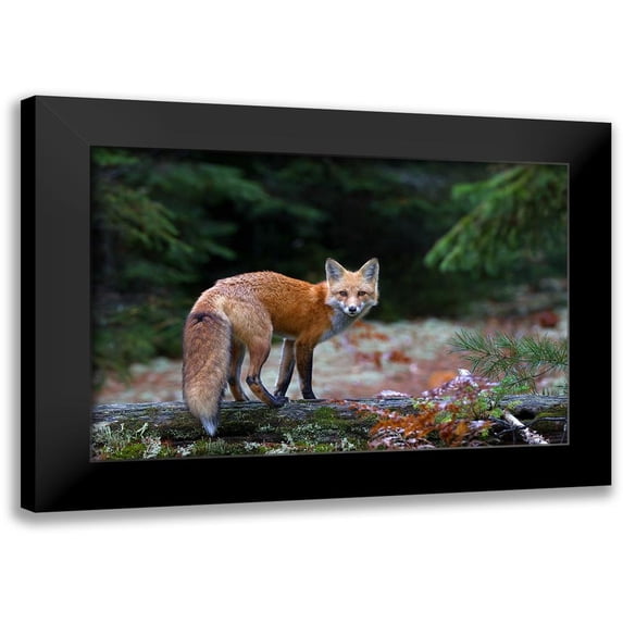 Cumming, Jim 14x11 Black Modern Framed Museum Art Print Titled - Red Fox in Algonquin Park