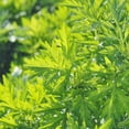 thumbnail image 4 of Outsidepride 10,000 Mugwort Artemisia Vulgaris Herb Garden Plant Seeds, 4 of 5