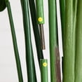 thumbnail image 6 of Nearly Natural 12ft. Artificial Travelers Palm Tree, 6 of 8