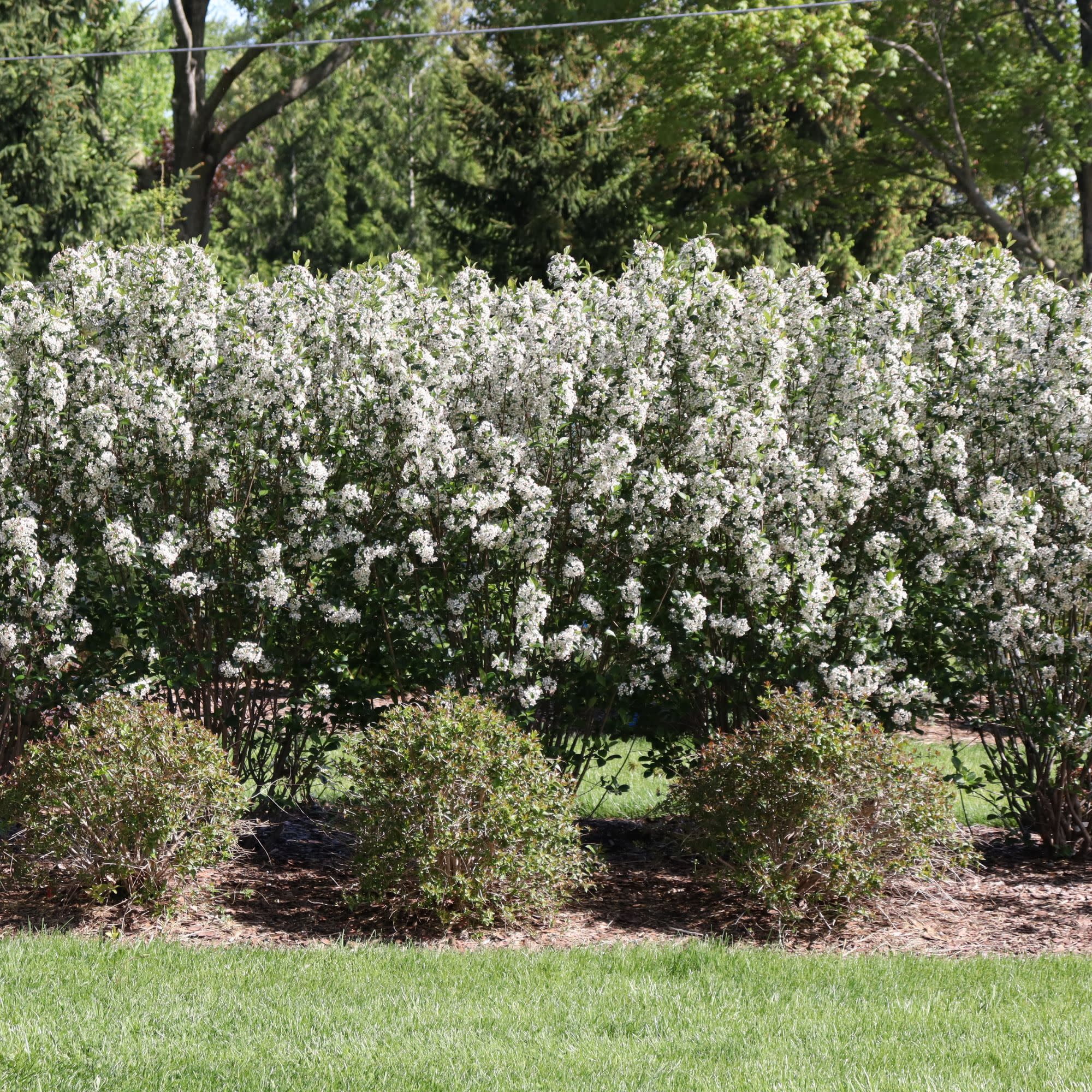 Proven Winners ColorChoice 5" White Low Scape Snowfire Aronia Live Plant in 4.5" Pot (4 Count)