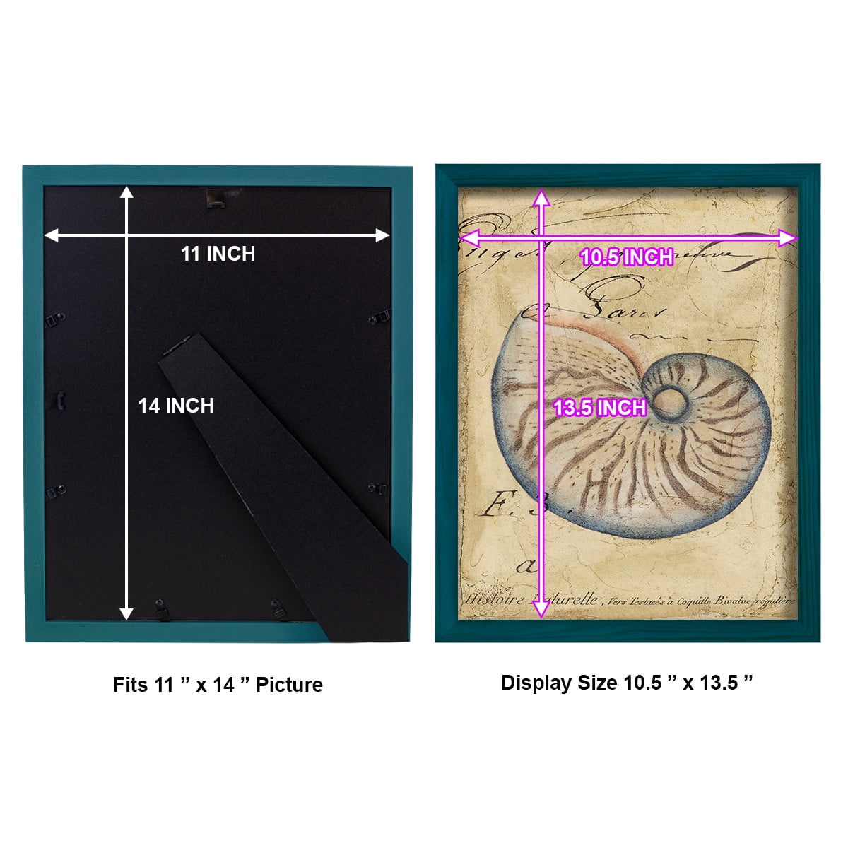 Seashell Ephemera II - Framed Print w/glass - Ocean Blue