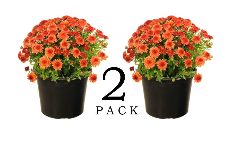 EG 3QT Orange Garden Mum Full Sun Live Plants (2 Pack) with Grower Pots