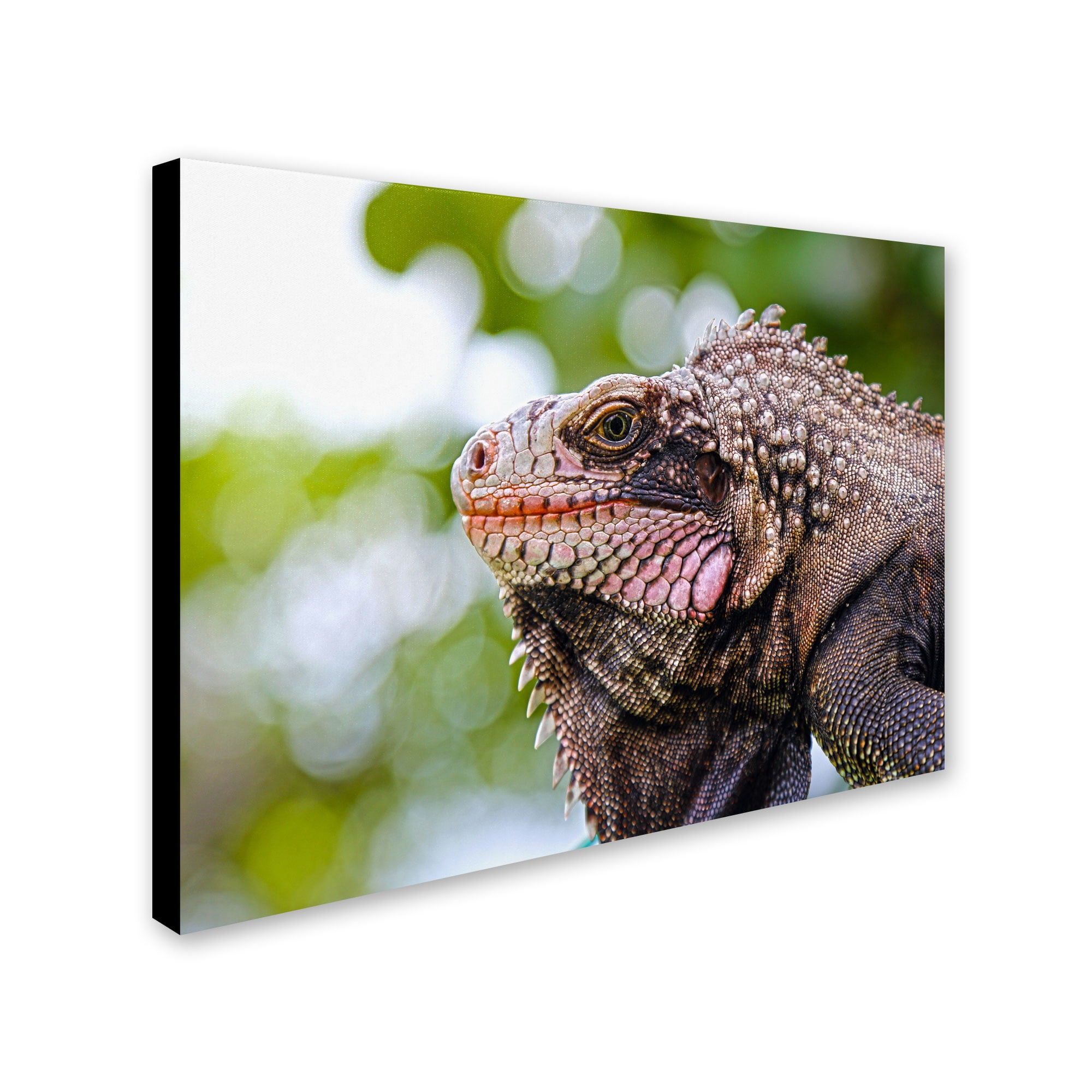 Trademark Fine Art "Virgin Islands 9" Canvas Art by CATeyes