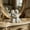White-7B, variant on MMJ Resin Angel Statue Set of 4 White Cherub Figurines for Home Decor Shelf Mantel Gift 3.34x3.14x2.16in