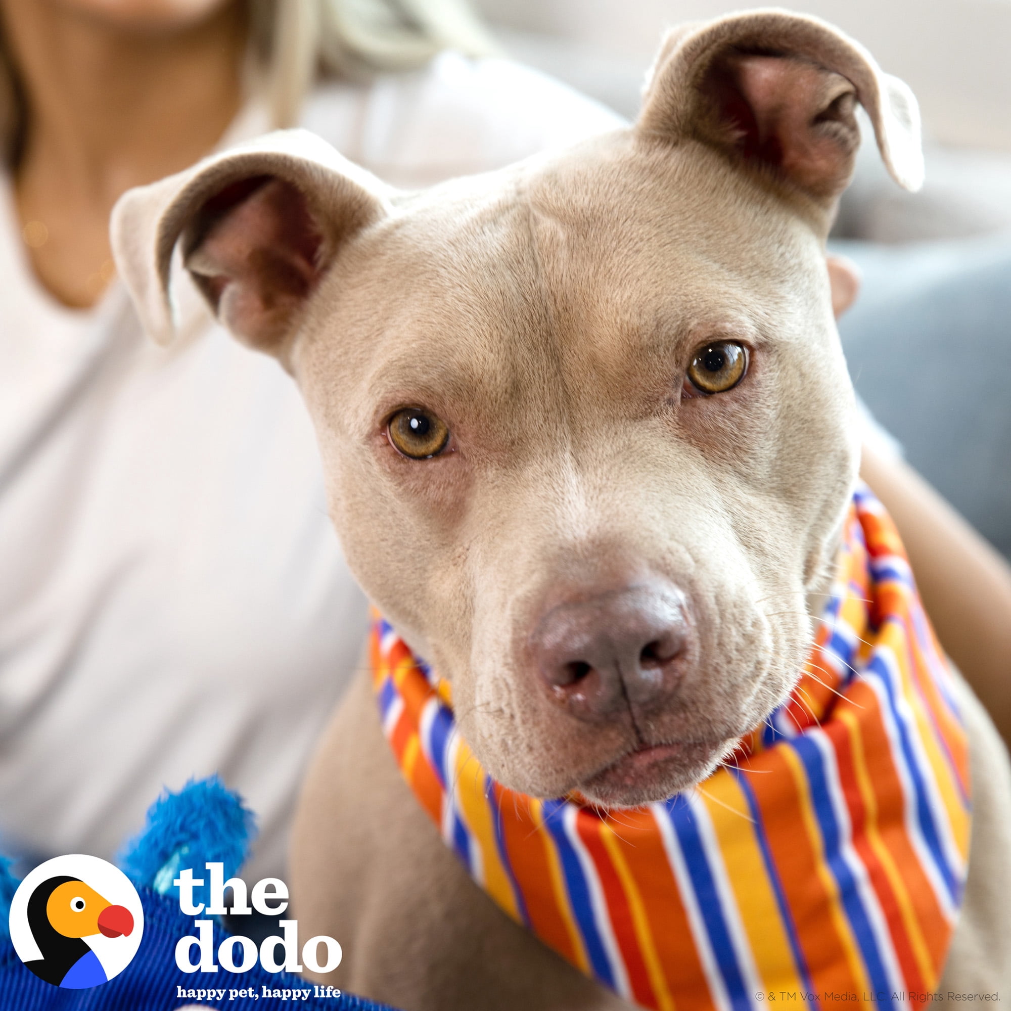 (4 pack) The Dodo Striped Dog Bandana, Multicolor, One Size Pet Apparel