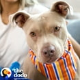 thumbnail image 2 of The Dodo Striped Dog Bandana, Multicolor, One Size Pet Apparel, 2 of 7