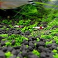 thumbnail image 5 of 50% discount new aquarium decoration plant seeds fish tank landscaping decoration water grass seeds easy to grow, 5 of 5