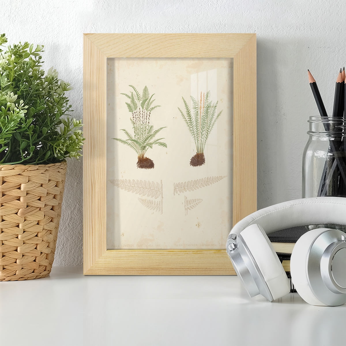 Fern Study III -Framed Print w/glass-Natural Wood