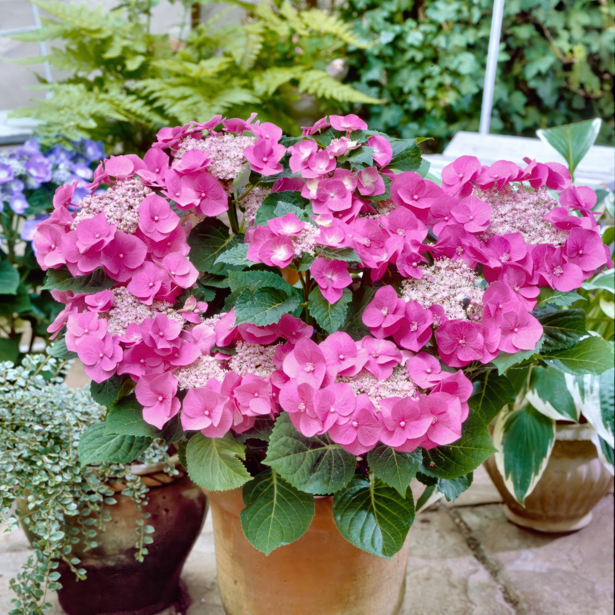 National Plant Network 4 in. Hydrangea Preziosa (3-Pack)