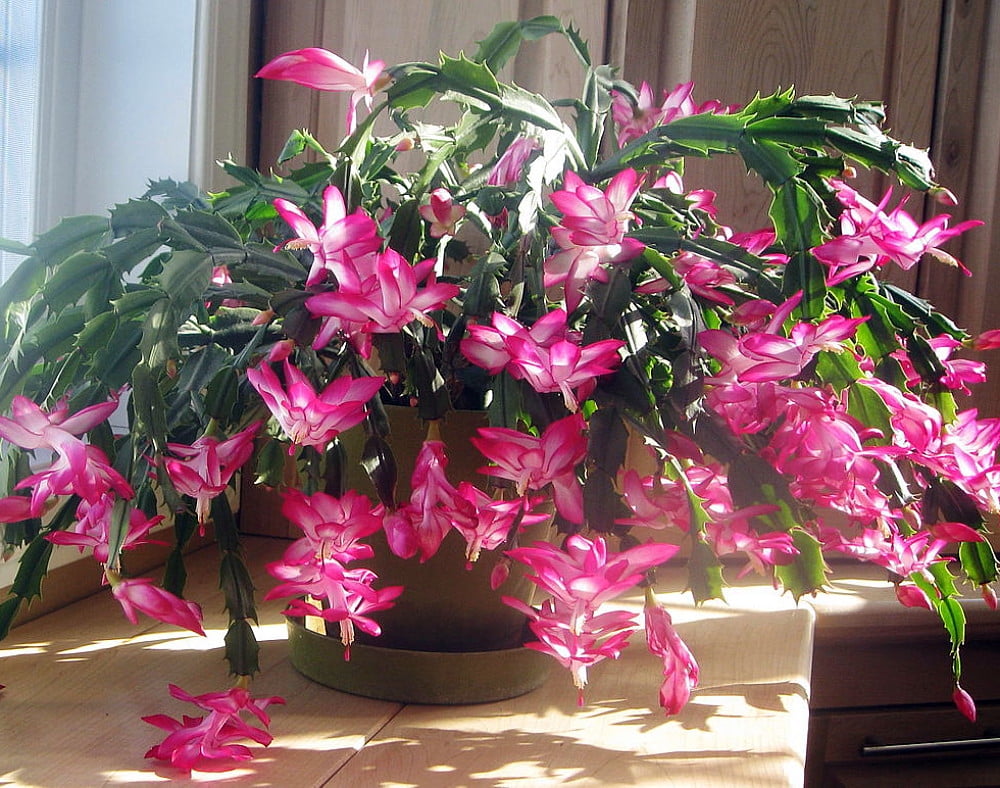 Rose Christmas Cactus Plant - Zygocactus - 6