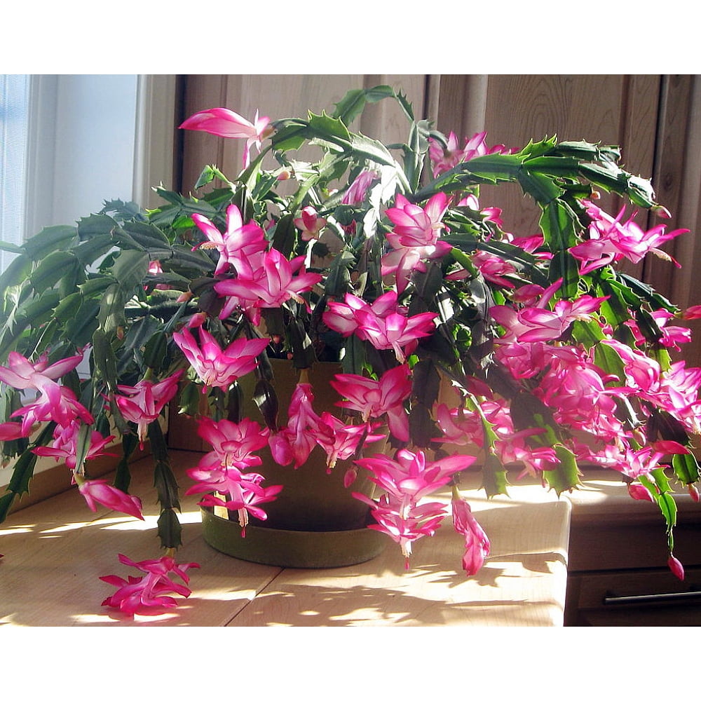 Rose Christmas Cactus Plant Zygocactus 6" Pot