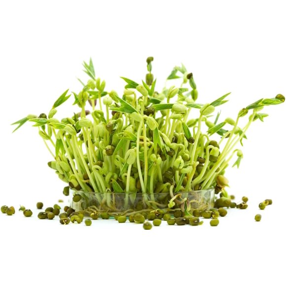 Bean Sprouts