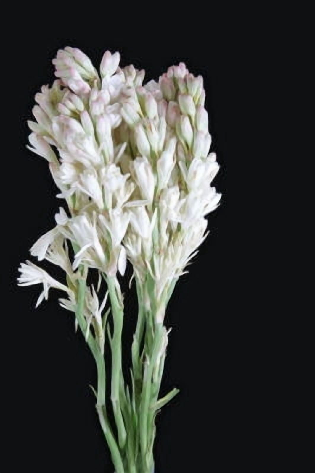 Tuberose Essential Oil 5 ml (1/6 fl oz) - 100% Pure and Natural by Silky Scents