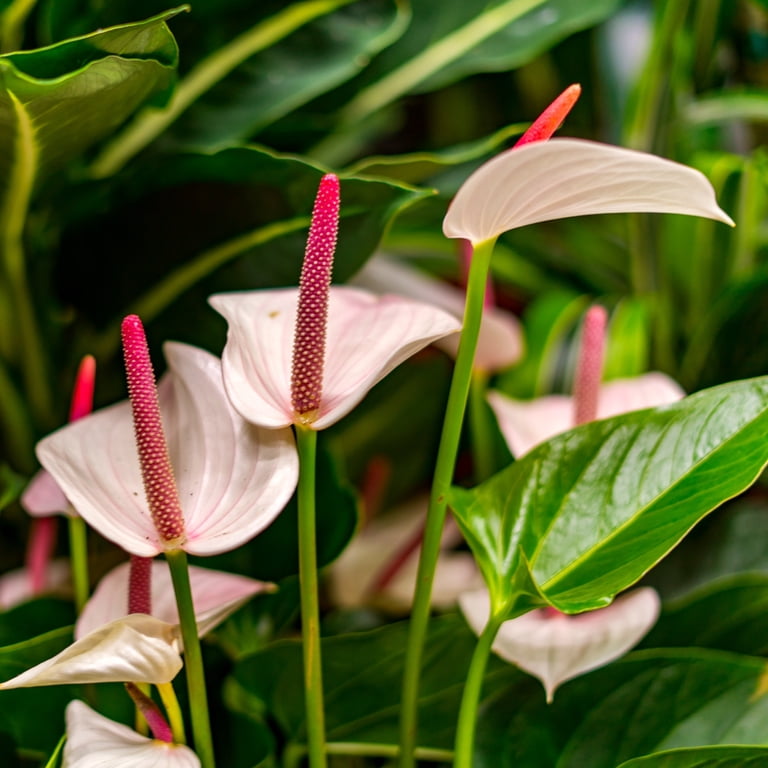 6 in. Anthurium White Heart Plant in Grower Container - Walmart.com