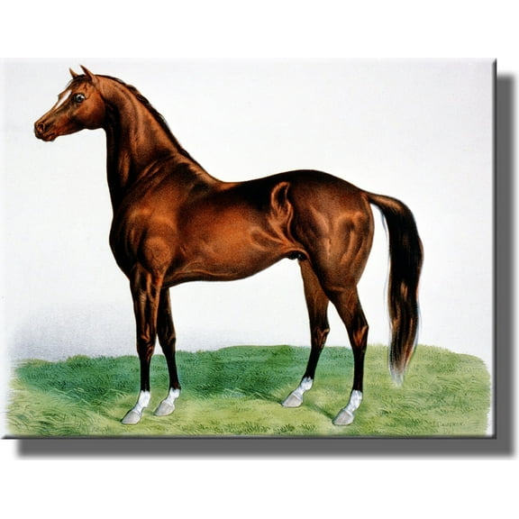 Beautiful Horse Vintage Picture on Stretched Canvas, Wall Art Décor, Ready to Hang!