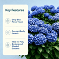 thumbnail image 3 of Hydrangea Shrub, Shade Plant for Gardens-Easy Grow-Low Maintenance-Ideal for Beds Borders, Plant Pots & Planters, 3 of 5