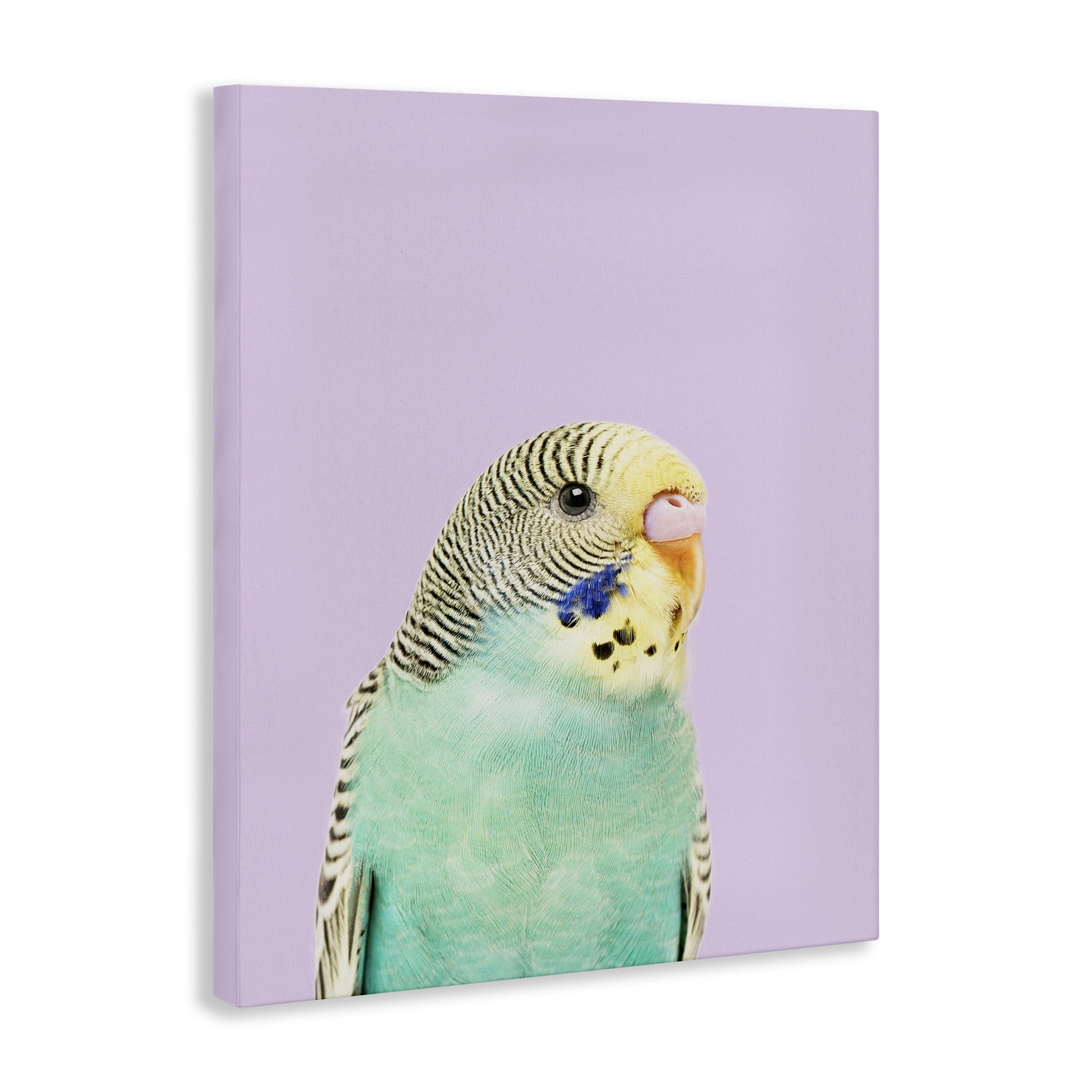 Stupell Industries Pastel Budgie Bird Animals Painting Wrapped Canvas Art Print Wall Art, 36 x 48
