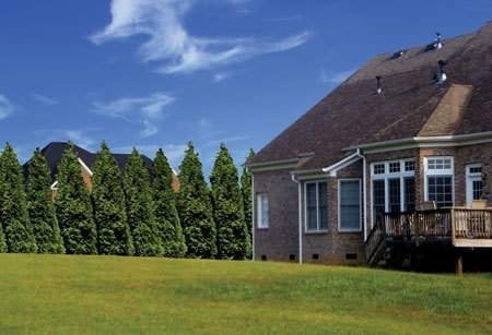 Thuja Arborvitae Green Giant - 10 Live Quart Size Plants - Evergreen Privacy Trees