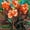 D, variant on Canna, Low Maintenance - Easy Grow - Ideal for Beds Borders, Plant Pots & Planters