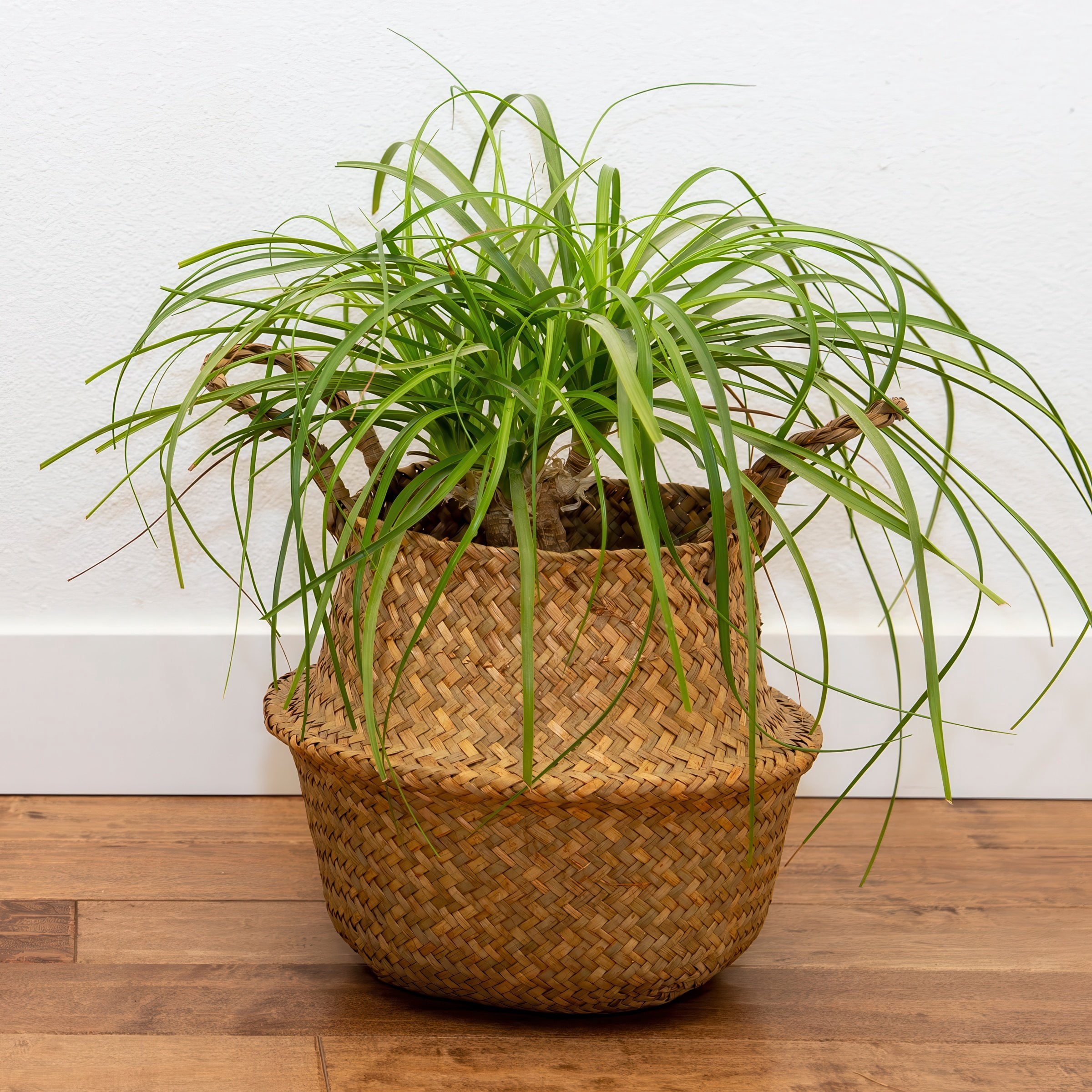 4 in. Ponytail Palm Plant in Grower Container (3-Pack)
