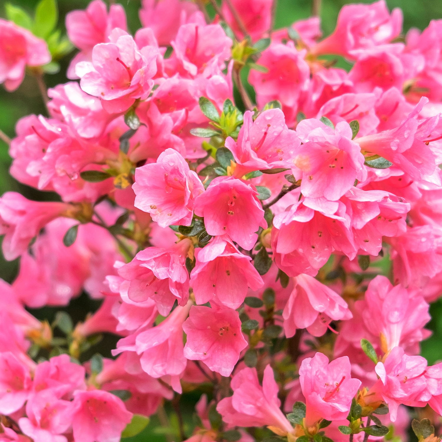 Expert Gardener Coral Bells Azalea Live Shrub, 1 ft Plant in 3 Gallon Grower Pot