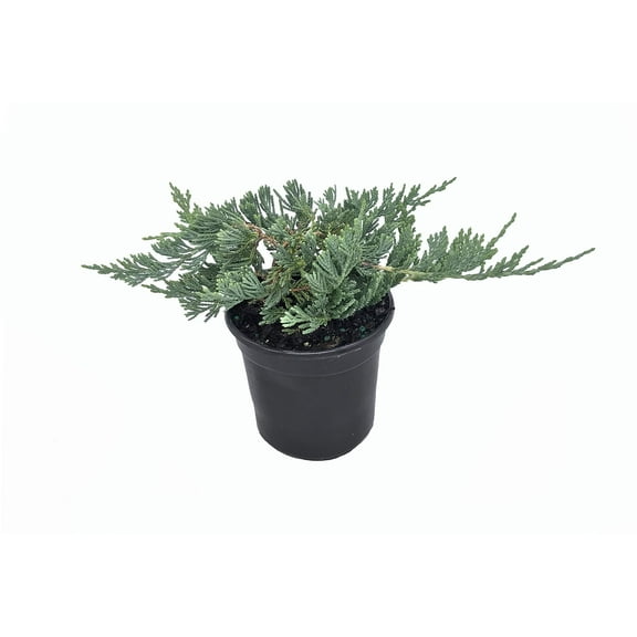 Blue Rug Juniper - 30 Live Plants - 4" Container Low Maintenance Evergreen Ground Cover
