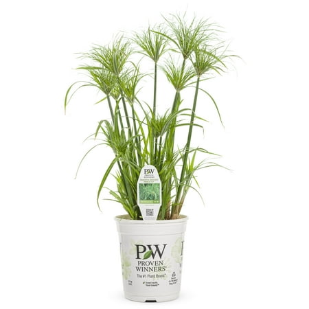 Proven Winners 2.72QT Cyperus King Tut
