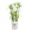 Proven Winners - 2.7 Qt Cyperus Papyrus Prince Tut Graceful Grass - Live Plants