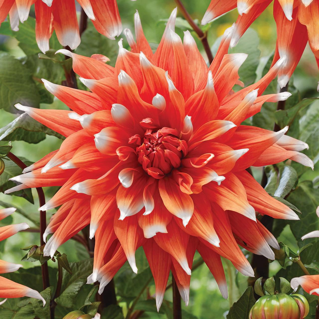 Van Zyverden Dahlias Spectacle, 5 Bulbs, Multi-color, Full Sun, Annual, Flowering