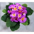 thumbnail image 4 of 1 Pc, 8 Inch Artificial African Violet Bouquet As Perfect Piece For Decorations & Arrangements - Yellow, 4 of 5
