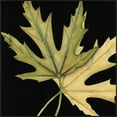 thumbnail image 2 of Goldberger, Jennifer 15x15 Black Ornate Wood Framed with Double Matting Museum Art Print Titled - Small Tandem Leaves IV, 2 of 4