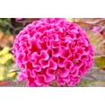 thumbnail image 2 of 750 Celosia Seed for Planting -Mix Cristata Cockscomb Woolflowers, 2 of 10