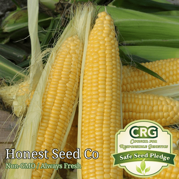 Golden Bantam Corn Seeds | Non-GMO | Heirloom | Fresh Garden Seeds from USA