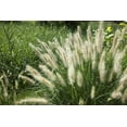 thumbnail image 6 of White Fountain Grass  1 Large Gallon Size Plant  Pennisetum Alopecuroides  Low Maintenance Blooming Ornamental Grass, 6 of 9