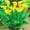 E, variant on Calla lily, Low Maintenance - Easy Grow - Ideal for Beds Borders, Plant Pots & Planters