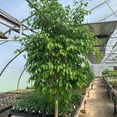 thumbnail image 2 of Ficus Benjamina Weeping Fig Standard - Live Plant in a 10 Inch Pot - Ficus Benjamina - Beautiful Ornamental Interior Tree, 2 of 5