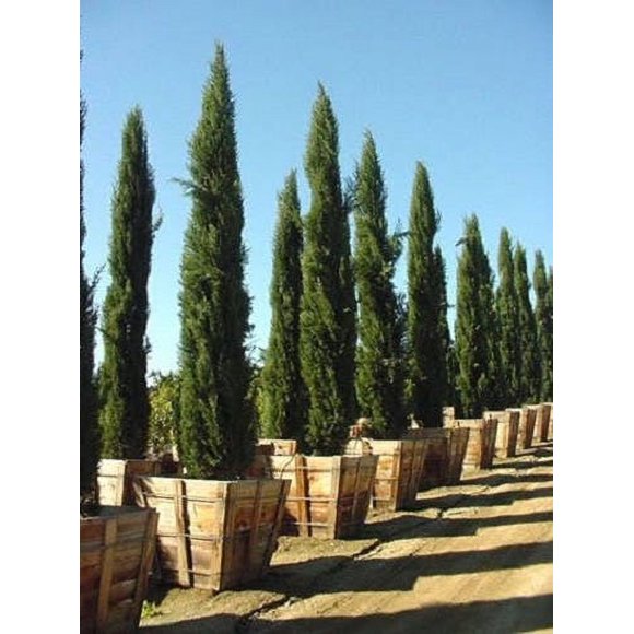 20 MEDITERRANEAN CYPRESS TREE Italian Pencil Pine Cedar Cupressus Sempervirens Stricta Seeds