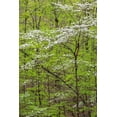 thumbnail image 2 of Day, Richard and Susan 17x24 Black Ornate Wood Framed with Double Matting Museum Art Print Titled - Flowering Dogwood Tree in spring Stephen A Forbes State Recreation Area-Marion County-Illinois, 2 of 4